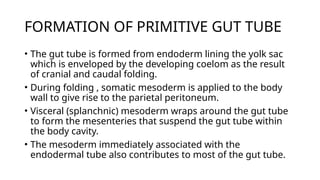FORMATION OF PRIMITIVE GUT TUBE
• The gut tube is formed from endoderm lining the yolk sac
which is enveloped by the developing coelom as the result
of cranial and caudal folding.
• During folding , somatic mesoderm is applied to the body
wall to give rise to the parietal peritoneum.
• Visceral (splanchnic) mesoderm wraps around the gut tube
to form the mesenteries that suspend the gut tube within
the body cavity.
• The mesoderm immediately associated with the
endodermal tube also contributes to most of the gut tube.
 