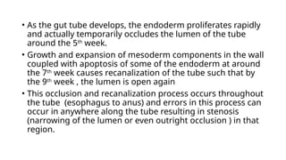 • As the gut tube develops, the endoderm proliferates rapidly
and actually temporarily occludes the lumen of the tube
around the 5th
week.
• Growth and expansion of mesoderm components in the wall
coupled with apoptosis of some of the endoderm at around
the 7th
week causes recanalization of the tube such that by
the 9th
week , the lumen is open again
• This occlusion and recanalization process occurs throughout
the tube (esophagus to anus) and errors in this process can
occur in anywhere along the tube resulting in stenosis
(narrowing of the lumen or even outright occlusion ) in that
region.
 
