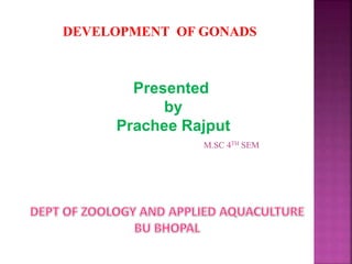 DEVELOPMENT OF GONADS
Presented
by
Prachee Rajput
M.SC 4TH SEM
 