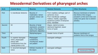 Mesodermal Derivatives of pharyngeal arches
Mohamed el fiky
 