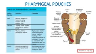 Mohamed el fiky
PHARYNGEAL POUCHES
 