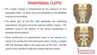 PHARYNGEAL CLEFTS
• The 5-week embryo is characterized by the presence of four
pharyngeal clefts , of which only one contributes to the definitive
structure of the embryo.
• The dorsal part of the first cleft penetrates the underlying
mesenchyme and gives rise to the external auditory meatus . The
epithelial lining at the bottom of the meatus participates in
formation of the eardrum .
• Active proliferation of mesenchymal tissue in the second arch
causes it to overlap the third and fourth arches. Finally, it merges
with the epicardial ridge in the lower part of the neck , and the
second, third, and fourth clefts lose contact with the outside .
Mohamed el fiky
 