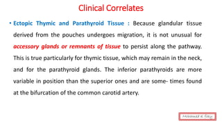 Clinical Correlates
• Ectopic Thymic and Parathyroid Tissue : Because glandular tissue
derived from the pouches undergoes migration, it is not unusual for
accessory glands or remnants of tissue to persist along the pathway.
This is true particularly for thymic tissue, which may remain in the neck,
and for the parathyroid glands. The inferior parathyroids are more
variable in position than the superior ones and are some- times found
at the bifurcation of the common carotid artery.
Mohamed el fiky
 