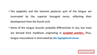 • The epiglottis and the extreme posterior part of the tongue are
innervated by the superior laryngeal nerve, reflecting their
development from the fourth arch.
• Some of the tongue muscles probably differentiate in situ, but most
are derived from myoblasts originating in occipital somites. Thus,
tongue musculature is innervated by the hypoglossal nerve.
Mohamed el fiky
 