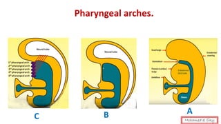 Pharyngeal arches.
C B A
Mohamed el fiky
 