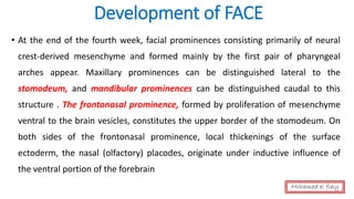 Development of FACE
• At the end of the fourth week, facial prominences consisting primarily of neural
crest-derived mesenchyme and formed mainly by the first pair of pharyngeal
arches appear. Maxillary prominences can be distinguished lateral to the
stomodeum, and mandibular prominences can be distinguished caudal to this
structure . The frontonasal prominence, formed by proliferation of mesenchyme
ventral to the brain vesicles, constitutes the upper border of the stomodeum. On
both sides of the frontonasal prominence, local thickenings of the surface
ectoderm, the nasal (olfactory) placodes, originate under inductive influence of
the ventral portion of the forebrain
Mohamed el fiky
 