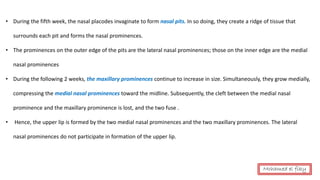 • During the fifth week, the nasal placodes invaginate to form nasal pits. In so doing, they create a ridge of tissue that
surrounds each pit and forms the nasal prominences.
• The prominences on the outer edge of the pits are the lateral nasal prominences; those on the inner edge are the medial
nasal prominences
• During the following 2 weeks, the maxillary prominences continue to increase in size. Simultaneously, they grow medially,
compressing the medial nasal prominences toward the midline. Subsequently, the cleft between the medial nasal
prominence and the maxillary prominence is lost, and the two fuse .
• Hence, the upper lip is formed by the two medial nasal prominences and the two maxillary prominences. The lateral
nasal prominences do not participate in formation of the upper lip.
Mohamed el fiky
 