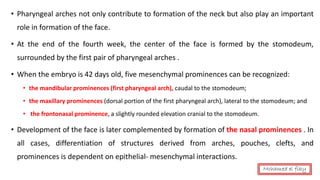 • Pharyngeal arches not only contribute to formation of the neck but also play an important
role in formation of the face.
• At the end of the fourth week, the center of the face is formed by the stomodeum,
surrounded by the first pair of pharyngeal arches .
• When the embryo is 42 days old, five mesenchymal prominences can be recognized:
• the mandibular prominences (first pharyngeal arch), caudal to the stomodeum;
• the maxillary prominences (dorsal portion of the first pharyngeal arch), lateral to the stomodeum; and
• the frontonasal prominence, a slightly rounded elevation cranial to the stomodeum.
• Development of the face is later complemented by formation of the nasal prominences . In
all cases, differentiation of structures derived from arches, pouches, clefts, and
prominences is dependent on epithelial- mesenchymal interactions.
Mohamed el fiky
 