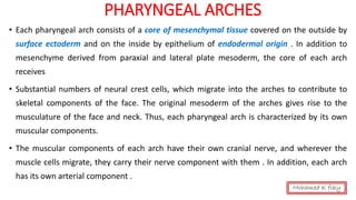 PHARYNGEAL ARCHES
• Each pharyngeal arch consists of a core of mesenchymal tissue covered on the outside by
surface ectoderm and on the inside by epithelium of endodermal origin . In addition to
mesenchyme derived from paraxial and lateral plate mesoderm, the core of each arch
receives
• Substantial numbers of neural crest cells, which migrate into the arches to contribute to
skeletal components of the face. The original mesoderm of the arches gives rise to the
musculature of the face and neck. Thus, each pharyngeal arch is characterized by its own
muscular components.
• The muscular components of each arch have their own cranial nerve, and wherever the
muscle cells migrate, they carry their nerve component with them . In addition, each arch
has its own arterial component .
Mohamed el fiky
 