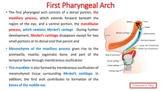 First Pharyngeal Arch
• The first pharyngeal arch consists of a dorsal portion, the
maxillary process, which extends forward beneath the
region of the eye, and a ventral portion, the mandibular
process, which contains Meckel’s cartage . During further
development, Meckel’s cartilage disappears except for two
small portions at its dorsal end that persist and
• Mesenchyme of the maxillary process gives rise to the
premaxilla, maxilla, zygomatic bone, and part of the
temporal bone through membranous ossification
• The mandible is also formed by membranous ossification of
mesenchymal tissue surrounding Meckel’s cartilage. In
addition, the first arch contributes to formation of the
bones of the middle ear. Mohamed el fiky
 