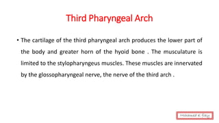 Third Pharyngeal Arch
• The cartilage of the third pharyngeal arch produces the lower part of
the body and greater horn of the hyoid bone . The musculature is
limited to the stylopharyngeus muscles. These muscles are innervated
by the glossopharyngeal nerve, the nerve of the third arch .
Mohamed el fiky
 