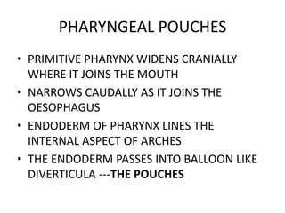 PHARYNGEAL POUCHES
• PRIMITIVE PHARYNX WIDENS CRANIALLY
  WHERE IT JOINS THE MOUTH
• NARROWS CAUDALLY AS IT JOINS THE
  OESOPHAGUS
• ENDODERM OF PHARYNX LINES THE
  INTERNAL ASPECT OF ARCHES
• THE ENDODERM PASSES INTO BALLOON LIKE
  DIVERTICULA ---THE POUCHES
 
