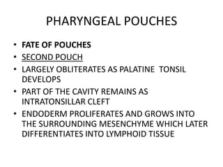 PHARYNGEAL POUCHES
• FATE OF POUCHES
• SECOND POUCH
• LARGELY OBLITERATES AS PALATINE TONSIL
  DEVELOPS
• PART OF THE CAVITY REMAINS AS
  INTRATONSILLAR CLEFT
• ENDODERM PROLIFERATES AND GROWS INTO
  THE SURROUNDING MESENCHYME WHICH LATER
  DIFFERENTIATES INTO LYMPHOID TISSUE
 