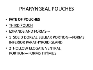 PHARYNGEAL POUCHES
• FATE OF POUCHES
• THIRD POUCH
• EXPANDS AND FORMS---
• 1 SOLID DORSAL BULBAR PORTION---FORMS
  INFERIOR PARATHYROID GLAND
• 2 HOLLOW ELOGATE VENTRAL
  PORTION---FORMS THYMUS
 