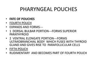 PHARYNGEAL POUCHES
• FATE OF POUCHES
• FOURTH POUCH
• EXPANDS AND FORMS---
• 1 DORSAL BULBAR PORTION---FORMS SUPERIOR
  PARATHYROID
• 2 VENTRAL ELONGATE PORTION---FORMS
  ULTIMOBRANCHIAL BODY WHICH FUSES WITH THYROID
  GLAND AND GIVES RISE TO PARAFOLLICULAR CELLS
• FIFTH POUCH
• RUDIMENTARY AND BECOMES PART OF FOURTH POUCH
 