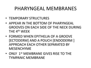 PHARYNGEAL MEMBRANES
• TEMPORARY STRUCTURES
• APPEAR IN THE BOTTOM OF PHARYNGEAL
  GROOVES ON EACH SIDE OF THE NECK DURING
  THE 4th WEEK
• FORMED WHEN EPITHELIA OF A GROOVE
  [ECTODERM] AND A POUCH [ENDODERM ]
  APPROACH EACH OTHER SEPARATED BY
  MESENCHYME
• ONLY 1st MEMBRANE GIVES RISE TO THE
  TYMPANIC MEMBRANE
 