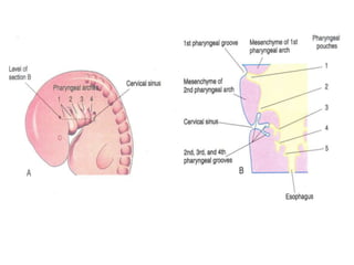 Development of head and neck editted