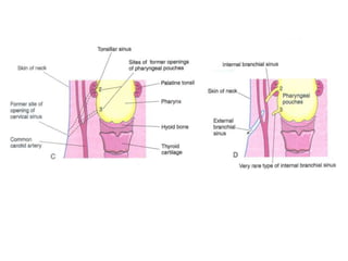 Development of head and neck editted