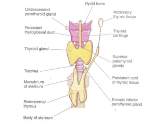 Development of head and neck editted