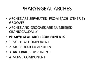 PHARYNGEAL ARCHES
• ARCHES ARE SEPARATED FROM EACH OTHER BY
  GROOVES
• ARCHES AND GROOVES ARE NUMBERED
  CRANIOCAUDALLY
• PHARYNGEAL ARCH COMPONENTS
• 1 SKELETAL COMPONENT
• 2 MUSCULAR COMPONENT
• 3 ARTERIAL COMPONENT
• 4 NERVE COMPONENT
 