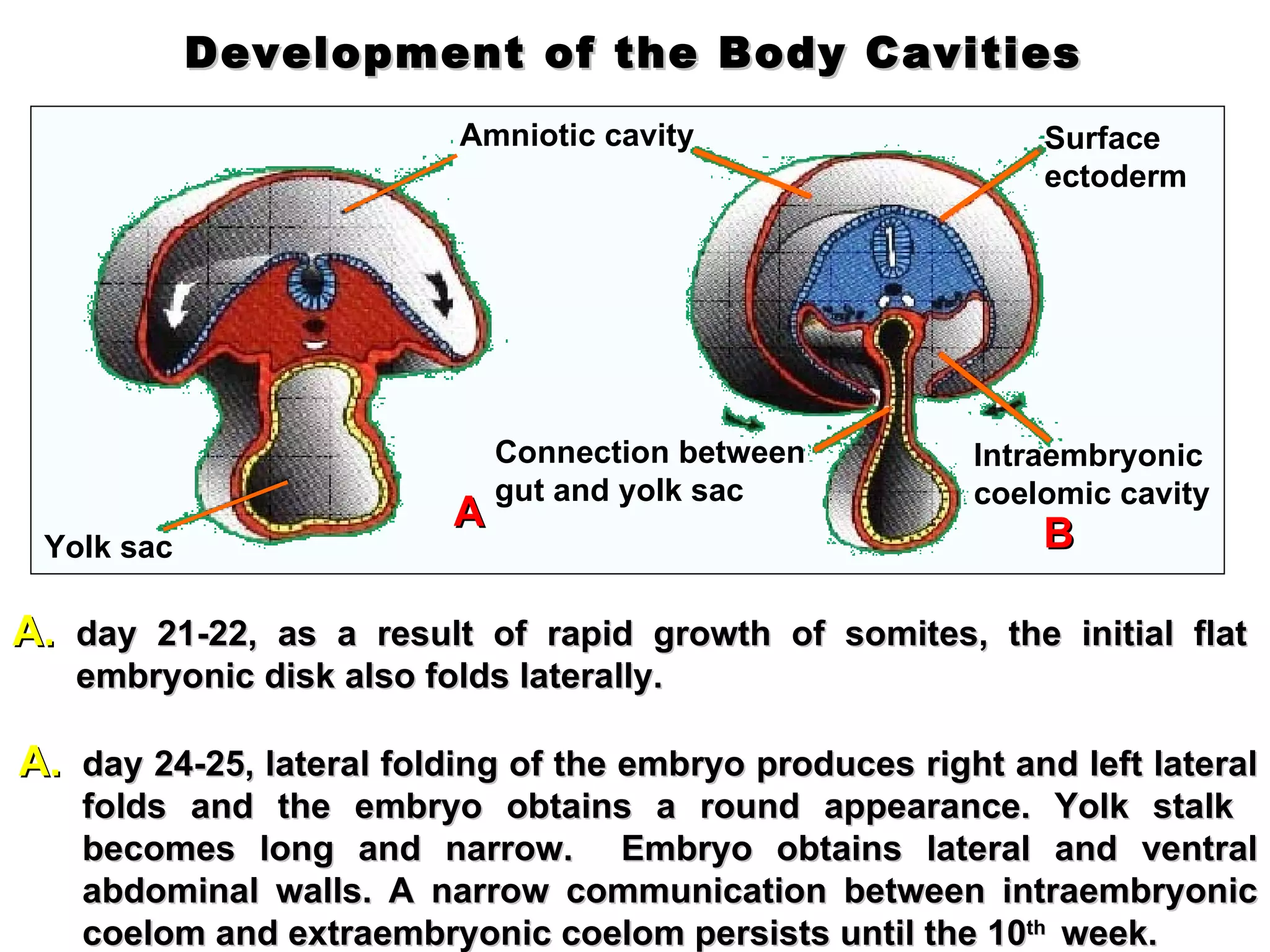 Development of the Body Cavities Amniotic cavity Yolk sac Connection between gut and yolk sac Intraembryonic coelomic cavity Surface  ectoderm day 21-22, as a result of rapid growth of somites, the initial flat embryonic disk also folds laterally.   A day 24-25, lateral folding  of the embryo produces right and left lateral folds and the embryo obtains a round appearance. Yolk stalk  becomes long and narrow.  Embryo obtains lateral and ventral abdominal walls. A narrow communication between intraembryonic coelom and extraembryonic coelom persists until the 10 th  week.   B 
