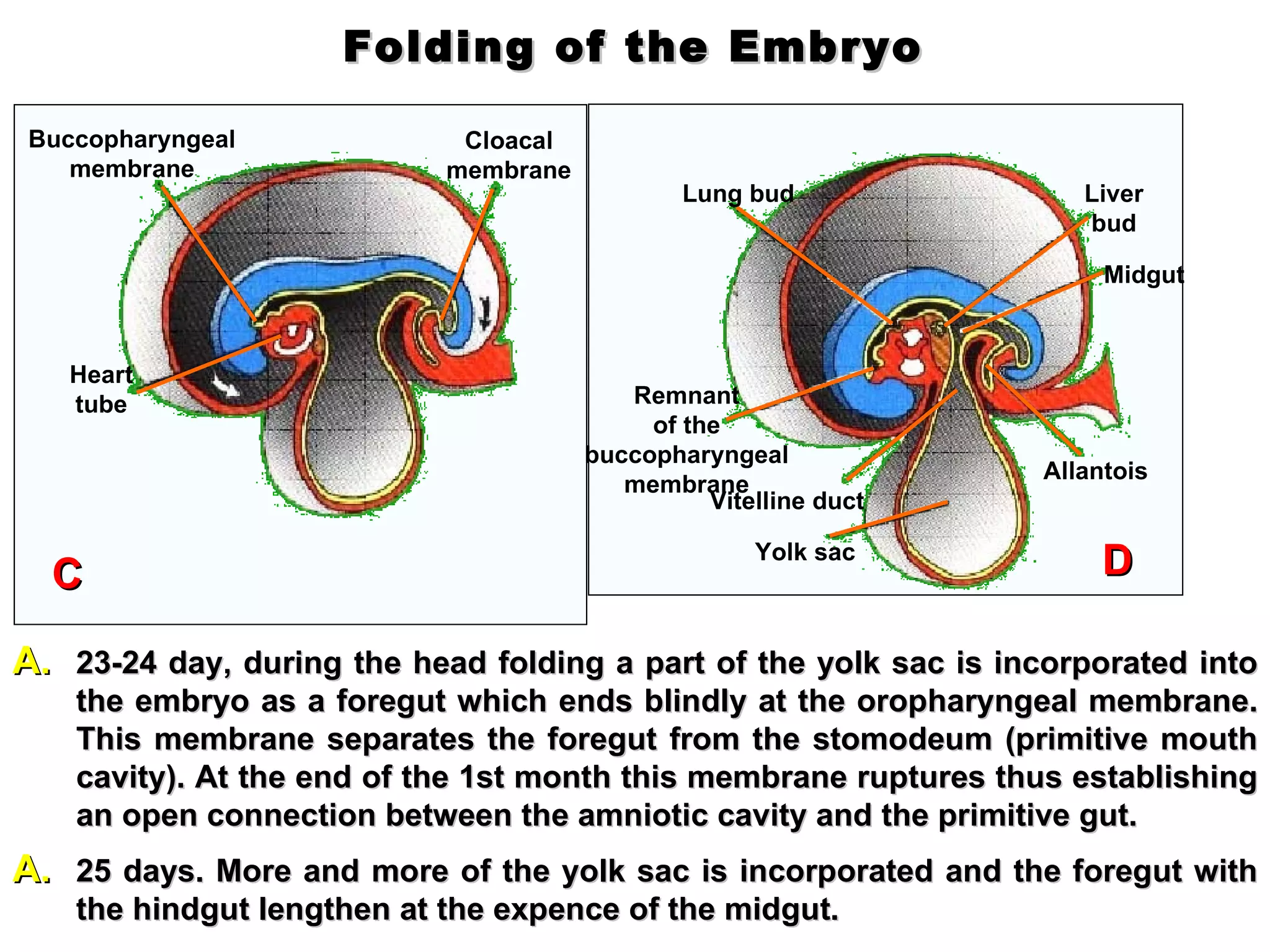 Folding of the Embryo Buccopharyngeal membrane Cloacal membrane Heart tube Lung bud Remnant of the buccopharyngeal membrane Vitelline duct Yolk sac Allantois Midgut Liver bud 23-24 day, d uring the head folding a part of the yolk sac is incorporated into the embryo as a foregut which ends blindly at the oropharyngeal membrane. This membrane separates the foregut from the stomodeum (primitive mouth cavity).  At the end of the  1st month  this membrane ruptures thus establishing an open connection between the amniotic cavity and the primitive gut. C 25 days. M ore and more of the yolk sac i s  incorporated and the foregut  with  the hindgut lengthen at the expen c e of the midgut. D 