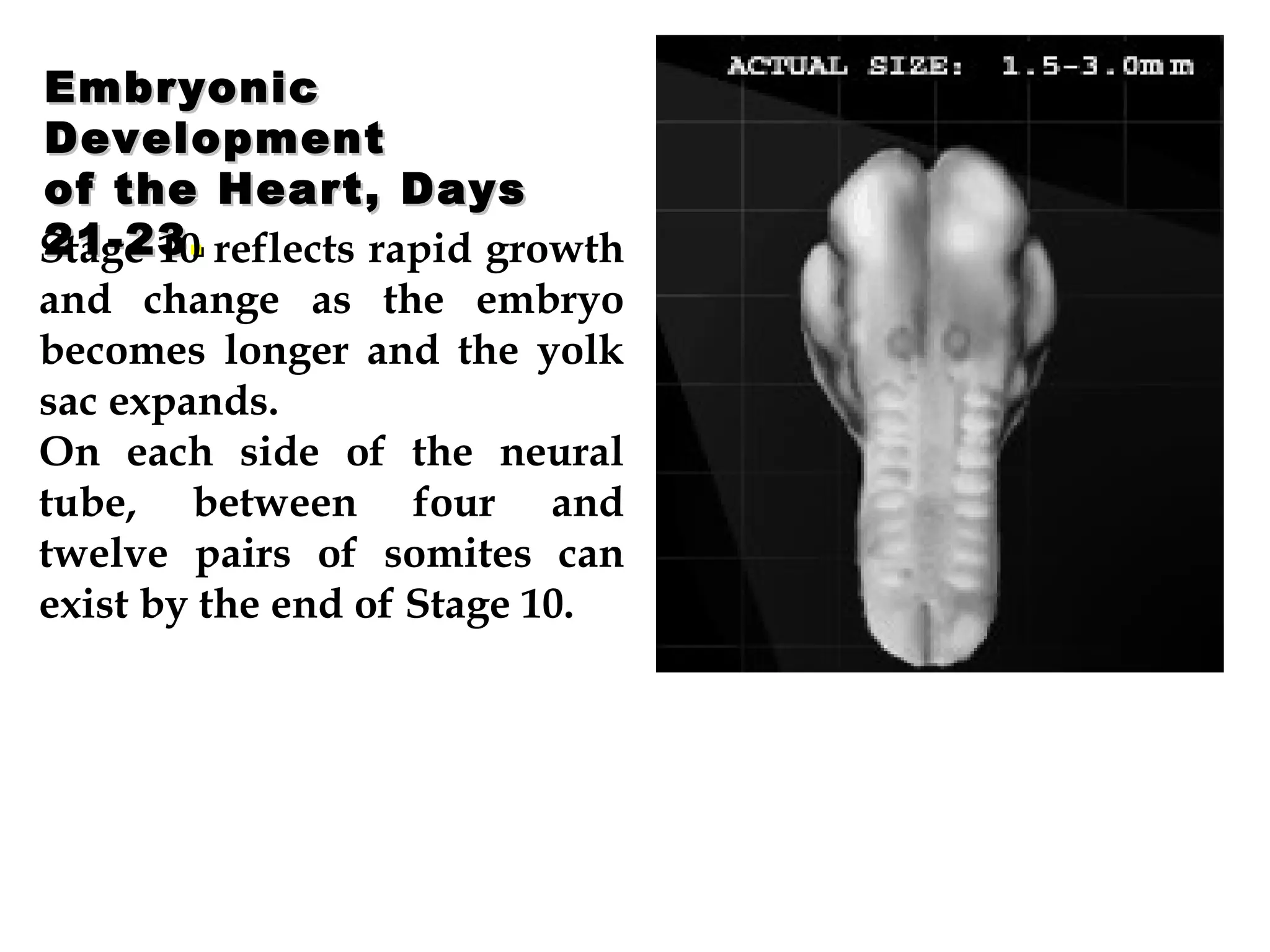 Embryonic Development of the Heart, Days 21-23 .  Stage 10 reflects rapid growth and change as the embryo becomes longer and the yolk sac expands.  On each side of the neural tube, between four and twelve pairs of somites can exist by the end of Stage 10.                                   