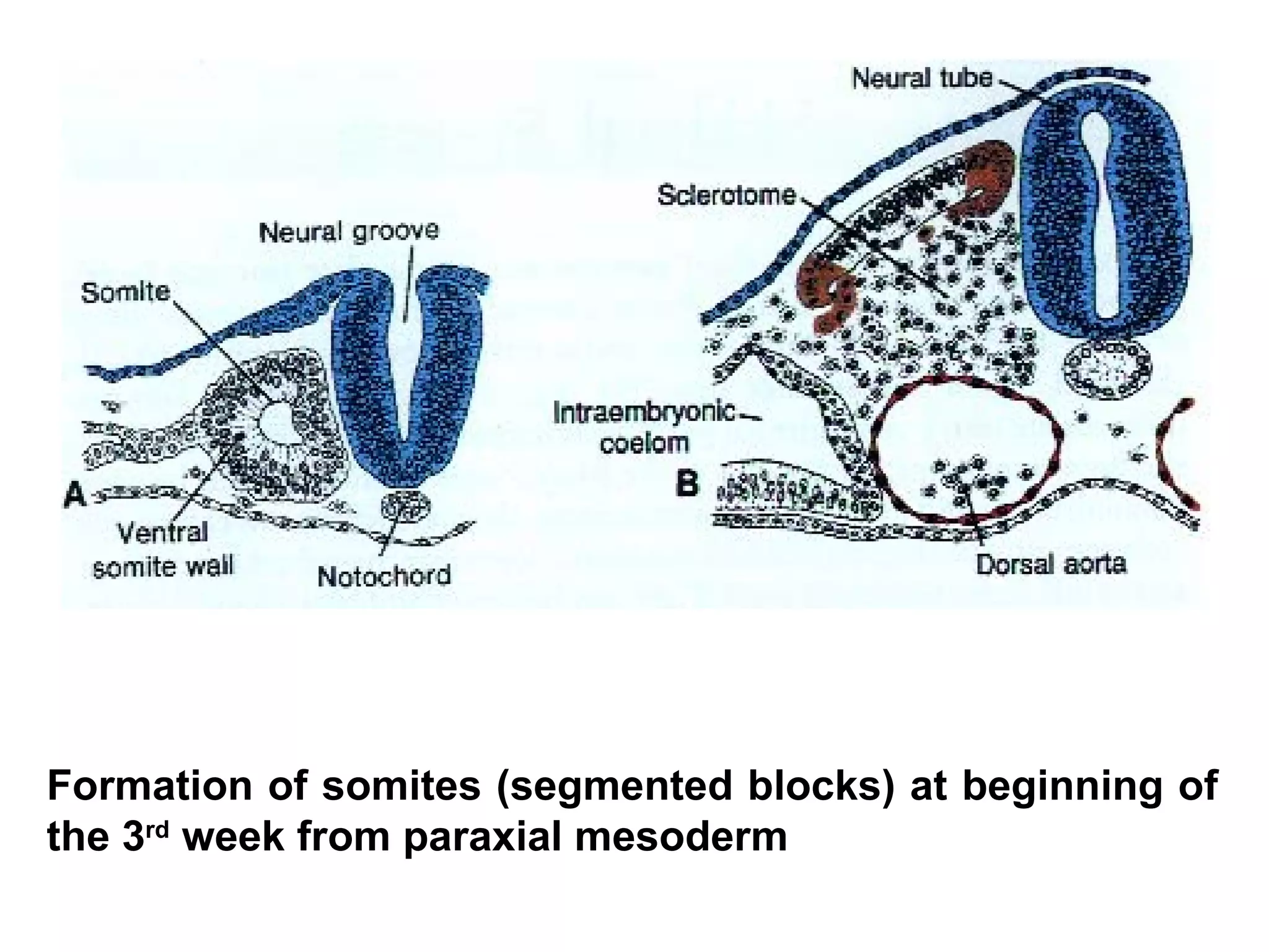Formation of somites (segmented blocks) at beginning of the 3 rd  week from paraxial mesoderm   