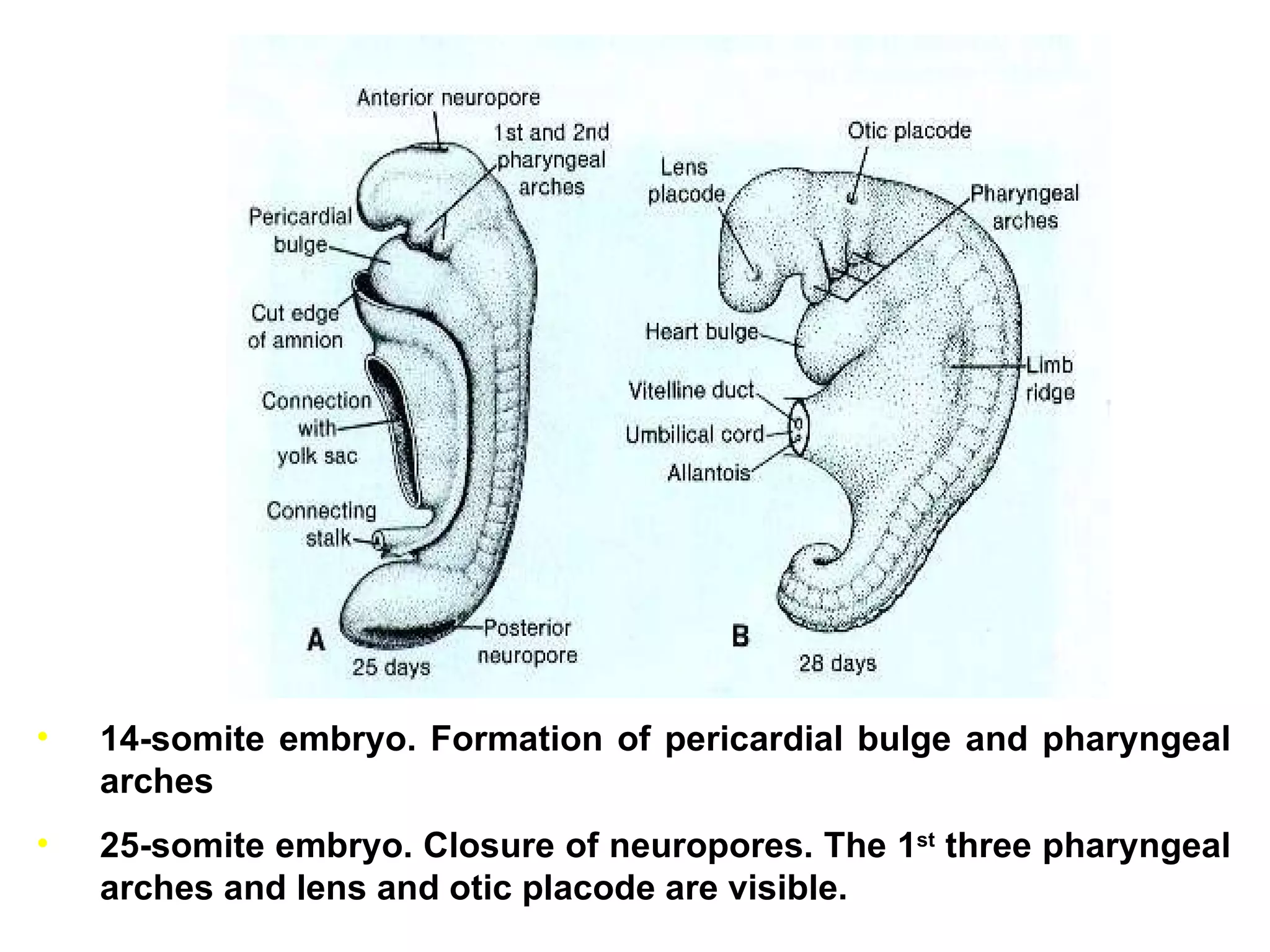 14-somite embryo. Formation of pericardial bulge and pharyngeal arches 25-somite embryo. Closure of neuropores. The 1 st  three pharyngeal arches and lens and otic placode are visible. 