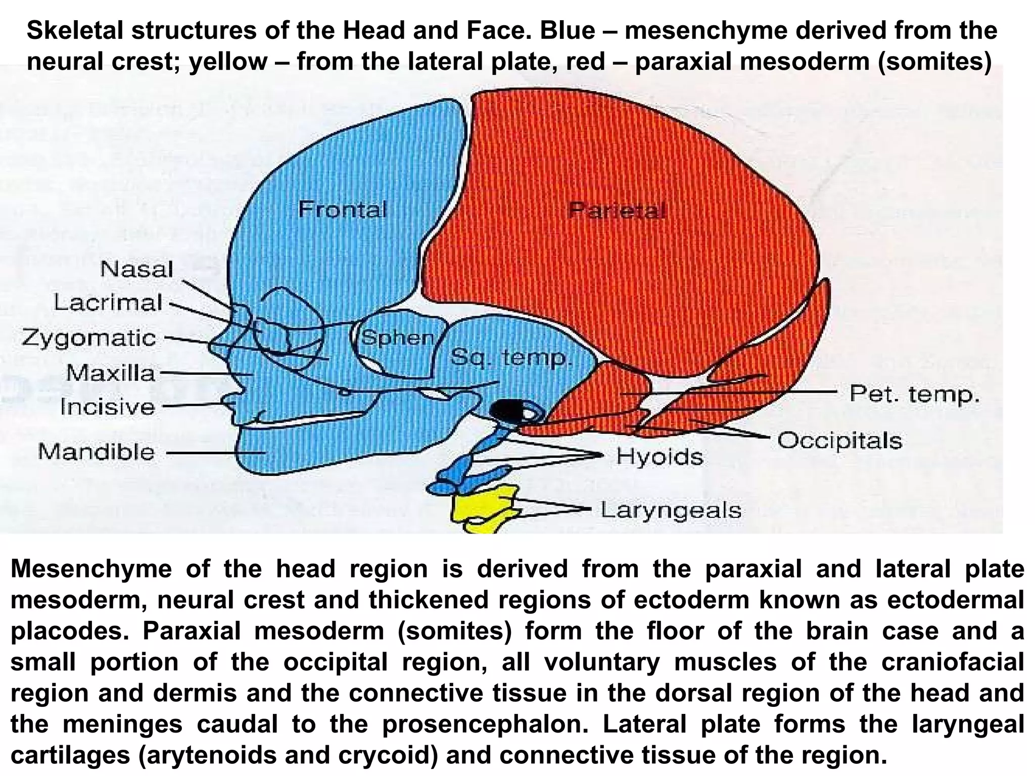Skeletal structures of the Head and Face. Blue – mesenchyme derived from the neural crest; yellow – from the lateral plate, red – paraxial mesoderm (somites) Mesenchyme of the head region is derived from the paraxial and lateral plate mesoderm, neural crest and thickened regions of ectoderm known as ectodermal placodes. Paraxial mesoderm (somites) form the floor of the brain case and a small portion of the occipital region, all voluntary muscles of the craniofacial region and dermis and the connective tissue in the dorsal region of the head and the meninges caudal to the prosencephalon. Lateral plate forms the laryngeal cartilages (arytenoids and crycoid) and connective tissue of the region.  