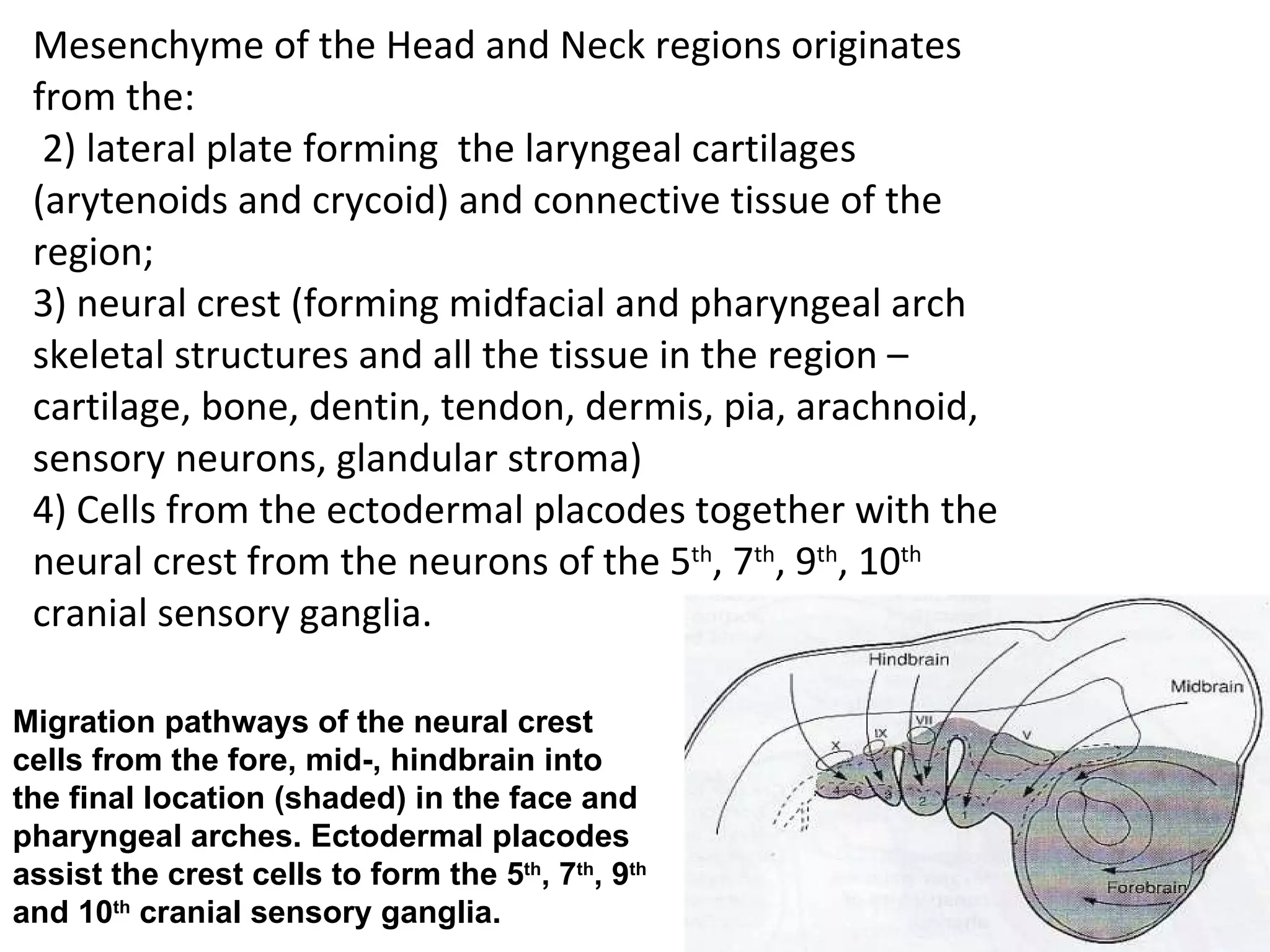 Mesenchyme of the Head and Neck regions originates from the:  2) lateral plate forming  the laryngeal cartilages (arytenoids and crycoid) and connective tissue of the region; 3) neural crest (forming midfacial and pharyngeal arch skeletal structures and all the tissue in the region – cartilage, bone, dentin, tendon, dermis, pia, arachnoid, sensory neurons, glandular stroma) 4) Cells from the ectodermal placodes together with the neural crest from the neurons of the 5 th , 7 th , 9 th , 10 th  cranial sensory ganglia. Migration pathways of the neural crest cells from the fore, mid-, hindbrain into the final location (shaded) in the face and pharyngeal arches. Ectodermal placodes assist the crest cells to form the 5 th , 7 th , 9 th  and 10 th  cranial sensory ganglia. 