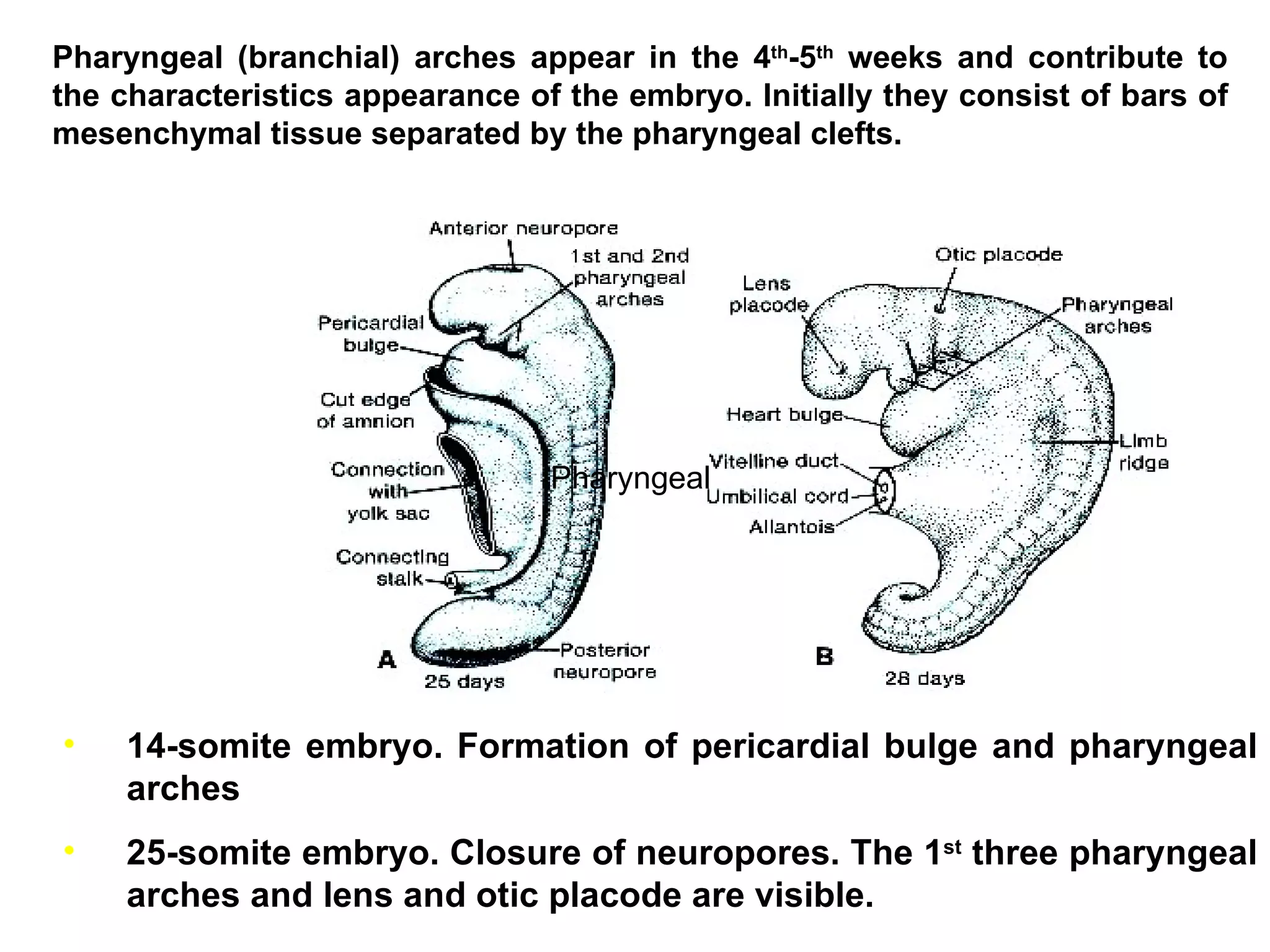 14-somite embryo. Formation of pericardial bulge and pharyngeal arches 25-somite embryo. Closure of neuropores. The 1 st  three pharyngeal arches and lens and otic placode are visible. Pharyngeal  Pharyngeal (branchial) arches appear in the 4 th -5 th  weeks and contribute to the characteristics appearance of the embryo. Initially they consist of bars of mesenchymal tissue separated by the pharyngeal clefts.  