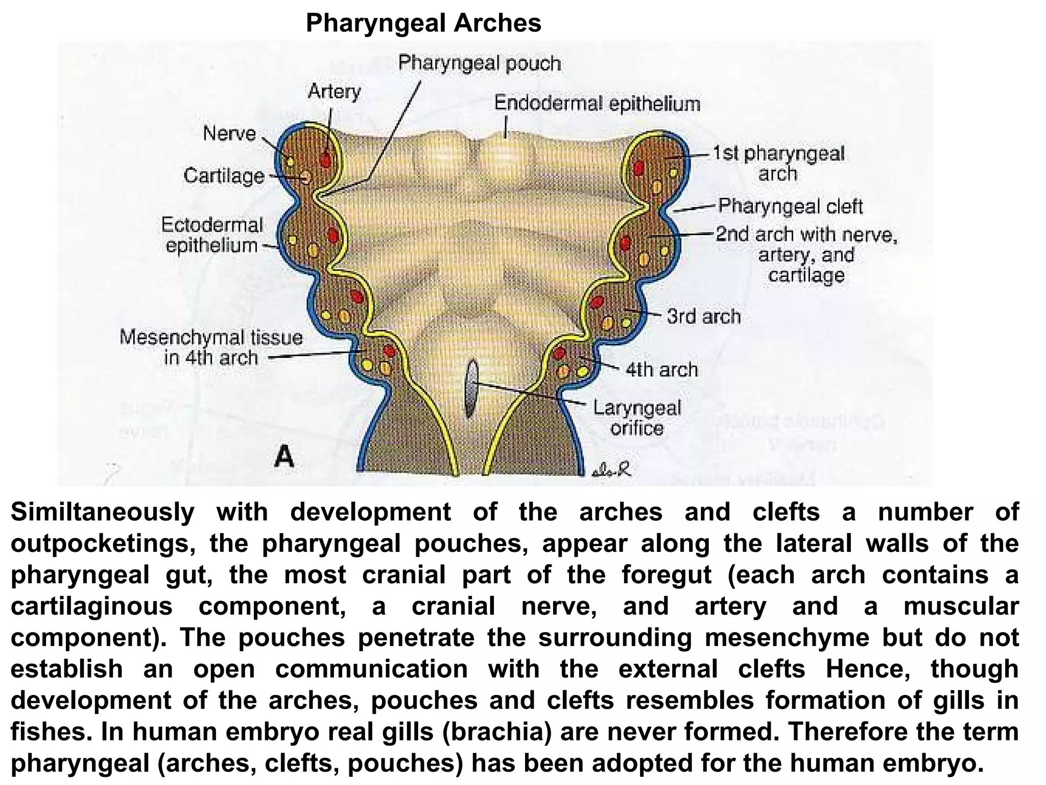 Similtaneously with development of the arches and clefts a number of outpocketings, the pharyngeal pouches, appear along the lateral walls of the pharyngeal gut, the most cranial part of the foregut (each arch contains a cartilaginous component, a cranial nerve, and artery and a muscular component). The pouches penetrate the surrounding mesenchyme but do not establish an open communication with the external clefts Hence, though development of the arches, pouches and clefts resembles formation of gills in fishes. In human embryo real gills (brachia) are never formed. Therefore the term pharyngeal (arches, clefts, pouches) has been adopted for the human embryo. Pharyngeal Arches 