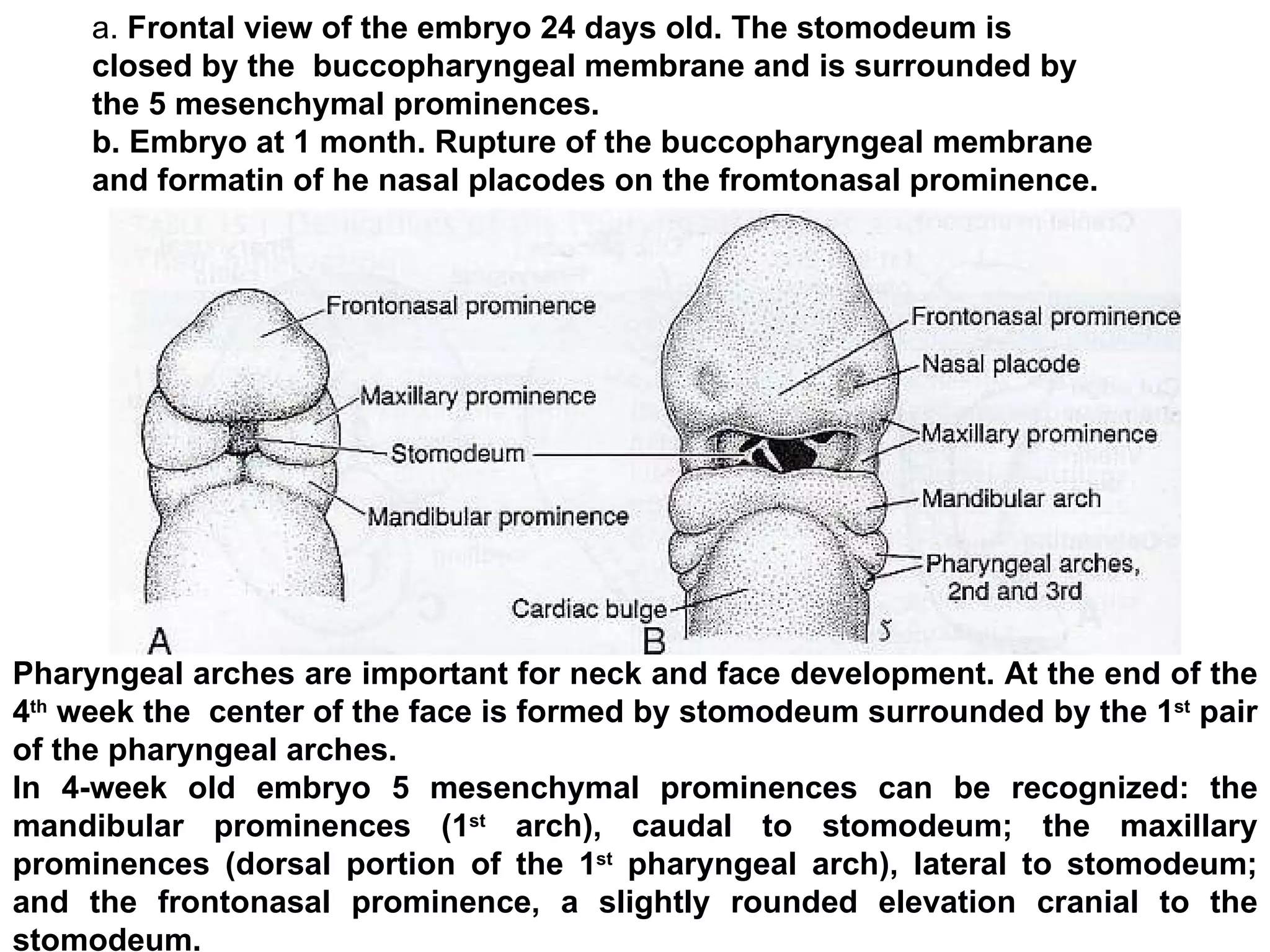 a.  Frontal view of the embryo 24 days old. The stomodeum is closed by the  buccopharyngeal membrane and is surrounded by the 5 mesenchymal prominences. b. Embryo at 1 month. Rupture of the buccopharyngeal membrane and formatin of he nasal placodes on the fromtonasal prominence. Pharyngeal arches are important for neck and face development. At the end of the 4 th  week the  center of the face is formed by stomodeum surrounded by the 1 st  pair of the pharyngeal arches.  In 4-week old embryo 5 mesenchymal prominences can be recognized: the mandibular prominences (1 st  arch), caudal to stomodeum; the maxillary prominences (dorsal portion of the 1 st  pharyngeal arch), lateral to stomodeum; and the frontonasal prominence, a slightly rounded elevation cranial to the stomodeum.  