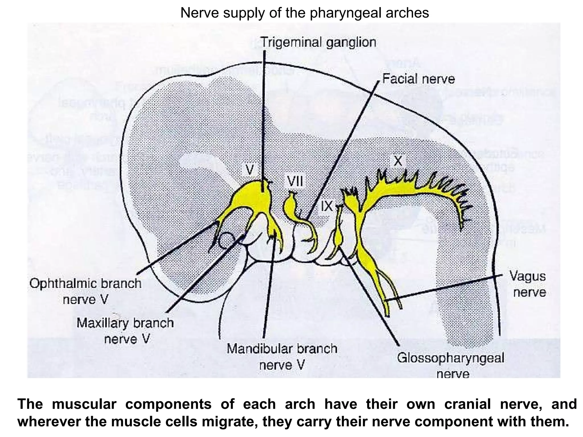 The muscular components of each arch have their own cranial nerve, and wherever the muscle cells migrate, they carry their nerve component with them.  Nerve supply of the pharyngeal arches 