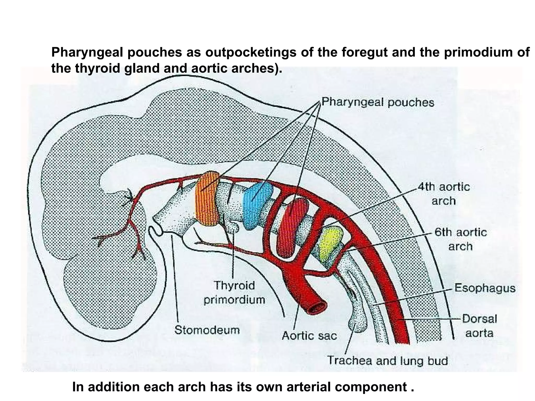 In addition each arch has its own arterial component . Pharyngeal pouches as outpocketings of the foregut and the primodium of the thyroid gland and aortic arches).  