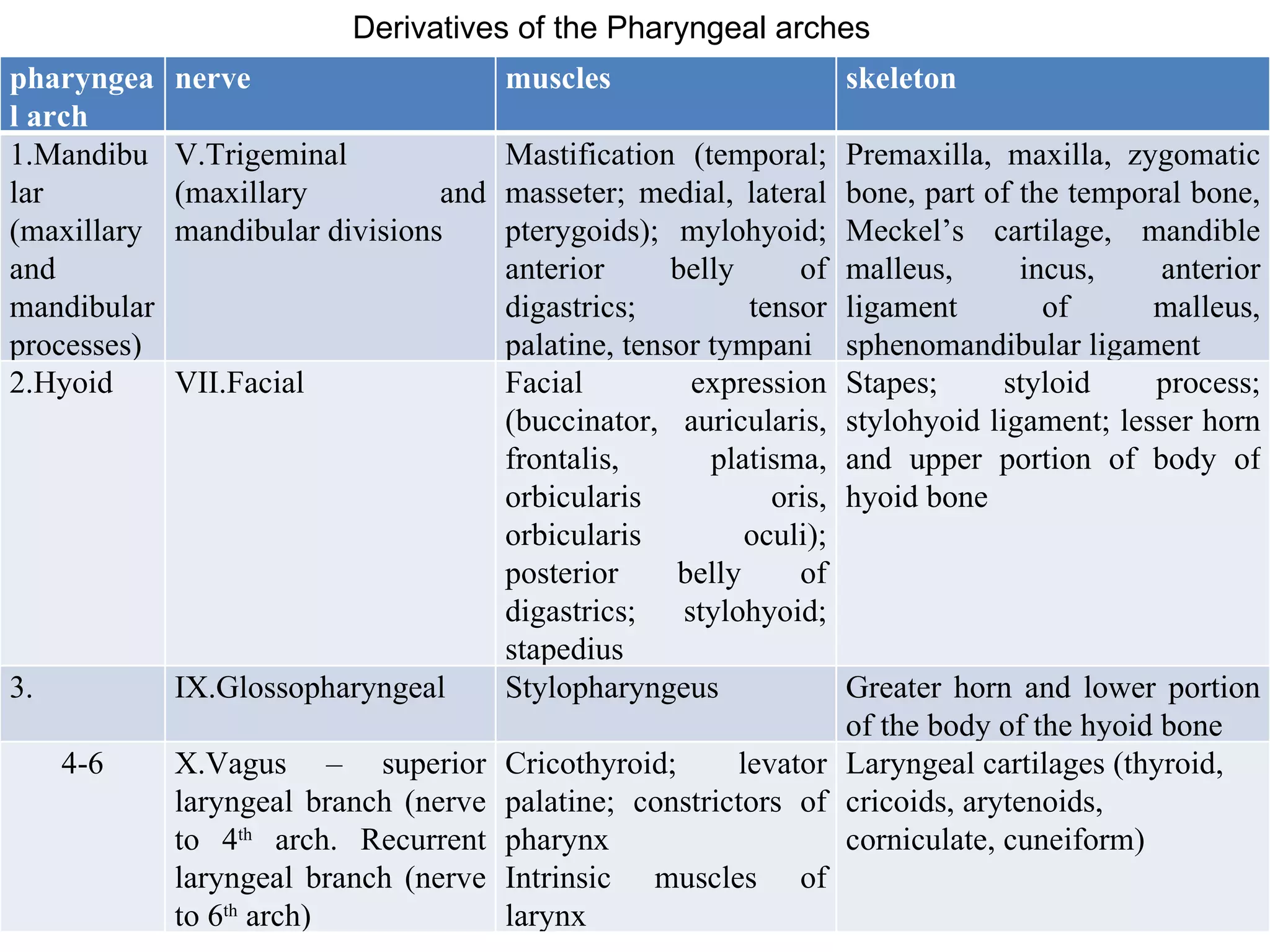 Derivatives of the Pharyngeal arches  pharyngeal arch nerve muscles skeleton 1.Mandibular (maxillary and mandibular processes) V.Trigeminal (maxillary and mandibular divisions Mastification (temporal; masseter; medial, lateral pterygoids); mylohyoid; anterior belly of digastrics; tensor palatine, tensor tympani  Premaxilla, maxilla, zygomatic bone, part of the temporal bone, Meckel’s cartilage, mandible malleus, incus, anterior ligament of malleus, sphenomandibular ligament 2.Hyoid VII.Facial Facial expression (buccinator, auricularis, frontalis, platisma, orbicularis oris, orbicularis oculi); posterior belly of digastrics; stylohyoid; stapedius Stapes; styloid process; stylohyoid ligament; lesser horn and upper portion of body of hyoid bone 3. IX.Glossopharyngeal Stylopharyngeus Greater horn and lower portion of the body of the hyoid bone 4-6 X.Vagus – superior laryngeal branch (nerve to 4 th  arch. Recurrent laryngeal branch (nerve to 6 th  arch) Cricothyroid; levator palatine; constrictors of pharynx Intrinsic muscles of larynx Laryngeal cartilages (thyroid, cricoids, arytenoids, corniculate, cuneiform) 