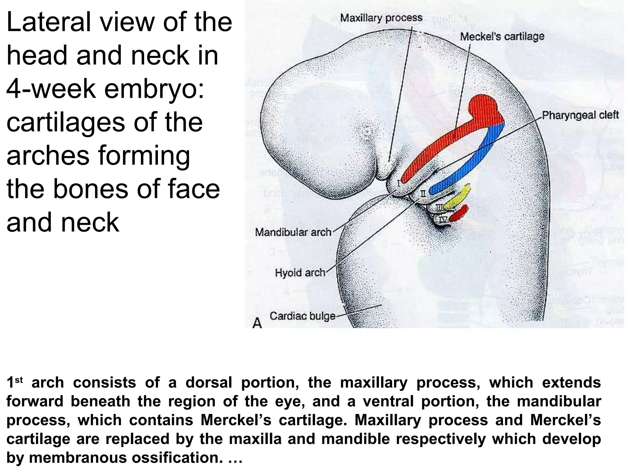 1 st  arch consists of a dorsal portion, the maxillary process, which extends forward beneath the region of the eye, and a ventral portion, the mandibular process, which contains Merckel’s cartilage. Maxillary process and Merckel’s cartilage are replaced by the maxilla and mandible respectively which develop by membranous ossification. … Lateral view of the head and neck in 4-week embryo: cartilages of the arches forming the bones of face and neck 