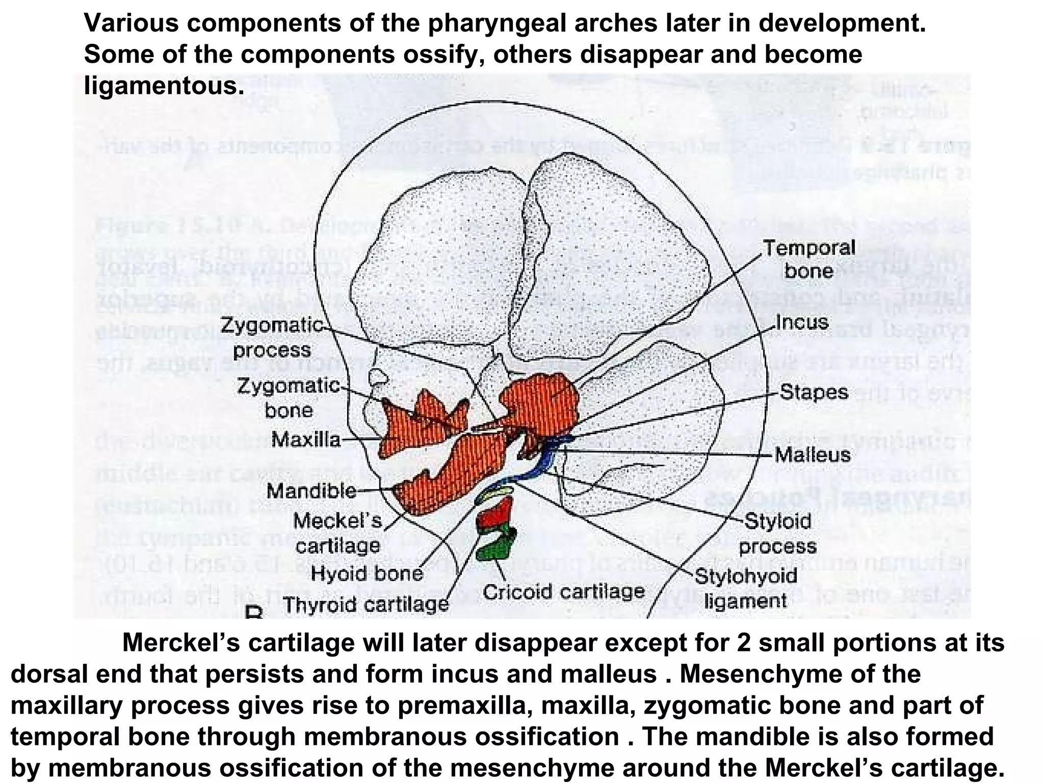   Merckel’s cartilage will later disappear except for 2 small portions at its dorsal end that persists and form incus and malleus . Mesenchyme of the maxillary process gives rise to premaxilla, maxilla, zygomatic bone and part of temporal bone through membranous ossification . The mandible is also formed by membranous ossification of the mesenchyme around the Merckel’s cartilage. Various components of the pharyngeal arches later in development. Some of the components ossify, others disappear and become ligamentous.  