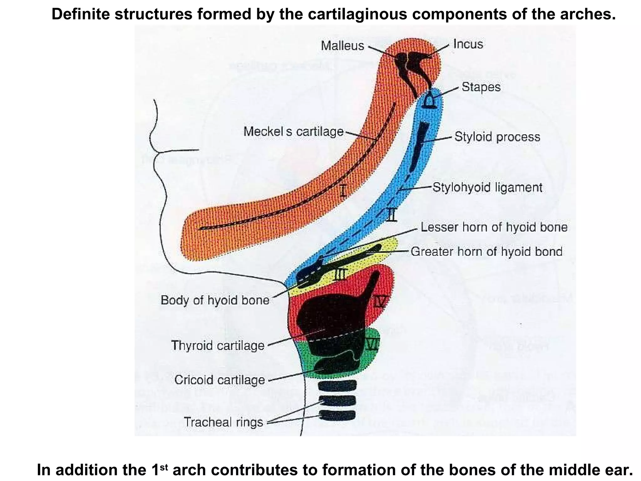 Definite structures formed by the cartilaginous components of the arches. In addition the 1 st  arch contributes to formation of the bones of the middle ear. 