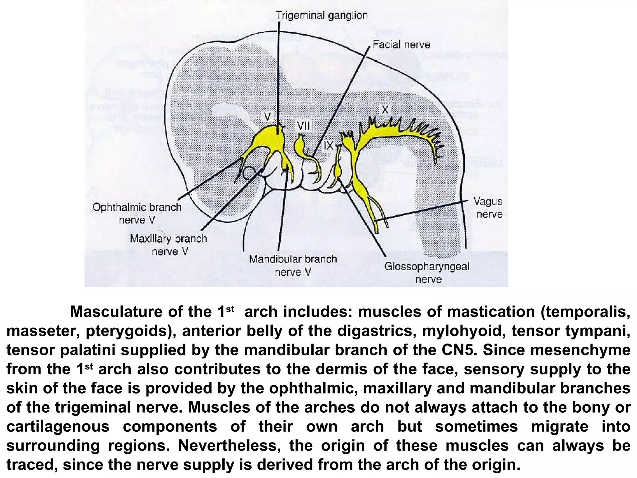 Masculature of the 1 st   arch includes: muscles of mastication (temporalis, masseter, pterygoids), anterior belly of the digastrics, mylohyoid, tensor tympani, tensor palatini supplied by the mandibular branch of the CN5. Since mesenchyme from the 1 st  arch also contributes to the dermis of the face, sensory supply to the skin of the face is provided by the ophthalmic, maxillary and mandibular branches of the trigeminal nerve. Muscles of the arches do not always attach to the bony or cartilagenous components of their own arch but sometimes migrate into surrounding regions. Nevertheless, the origin of these muscles can always be traced, since the nerve supply is derived from the arch of the origin. 