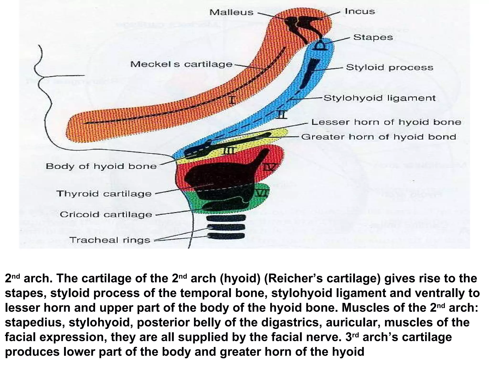 2 nd  arch. The cartilage of the 2 nd  arch (hyoid) (Reicher’s cartilage) gives rise to the stapes, styloid process of the temporal bone, stylohyoid ligament and ventrally to lesser horn and upper part of the body of the hyoid bone. Muscles of the 2 nd  arch: stapedius, stylohyoid, posterior belly of the digastrics, auricular, muscles of the facial expression, they are all supplied by the facial nerve. 3 rd  arch’s cartilage produces lower part of the body and greater horn of the hyoid 