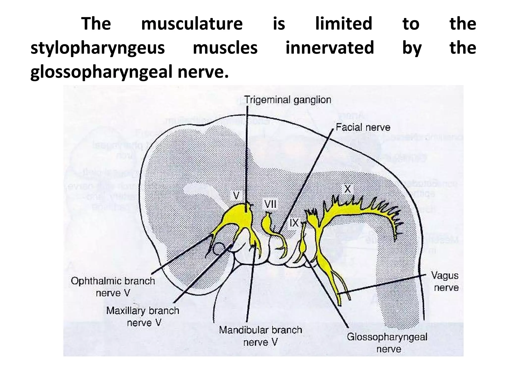 The musculature is limited to the stylopharyngeus muscles innervated by the glossopharyngeal nerve. 