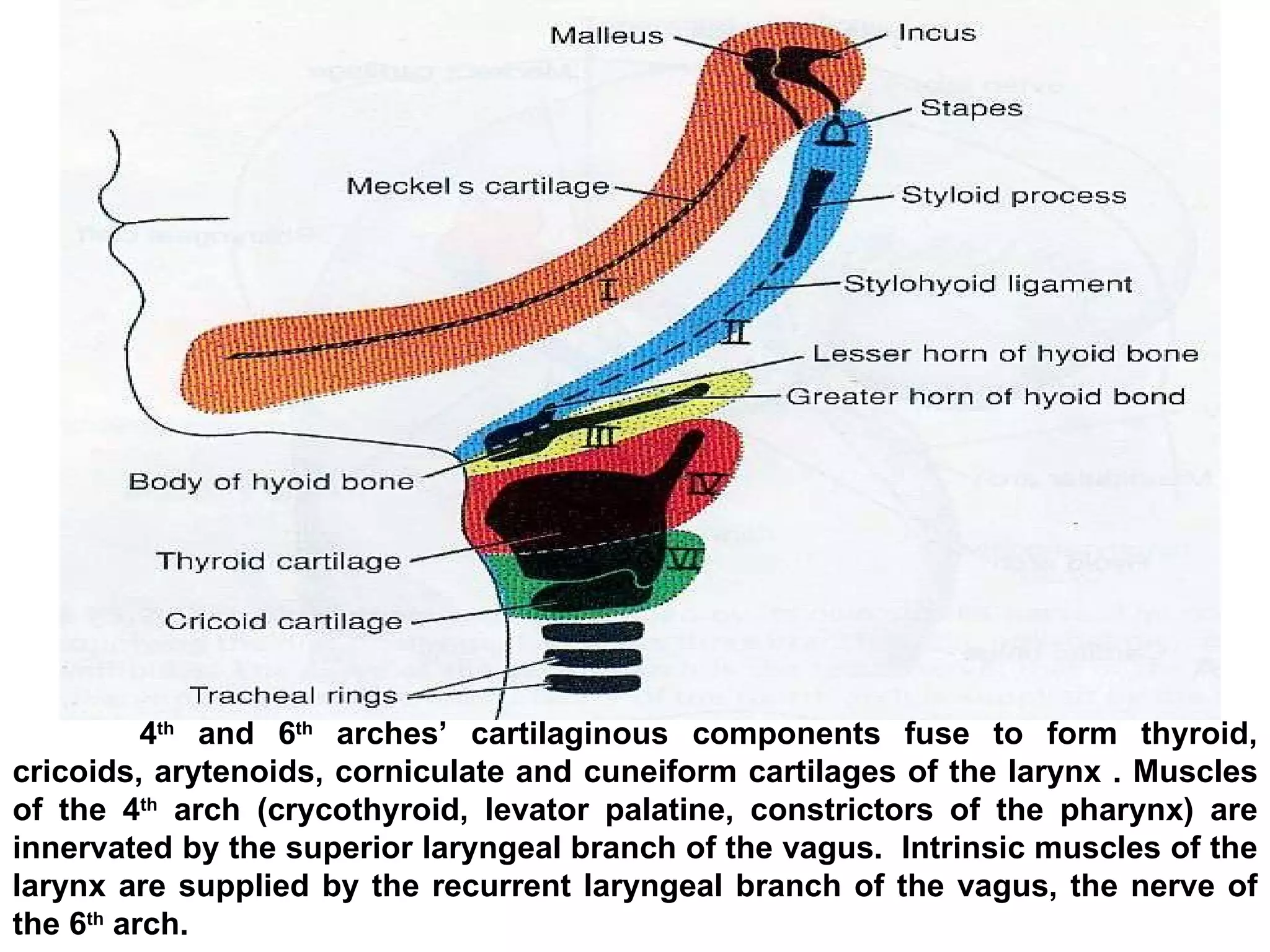 4 th  and 6 th  arches’ cartilaginous components fuse to form thyroid, cricoids, arytenoids, corniculate and cuneiform cartilages of the larynx . Muscles of the 4 th  arch (crycothyroid, levator palatine, constrictors of the pharynx) are innervated by the superior laryngeal branch of the vagus.  Intrinsic muscles of the larynx are supplied by the recurrent laryngeal branch of the vagus, the nerve of the 6 th  arch. 