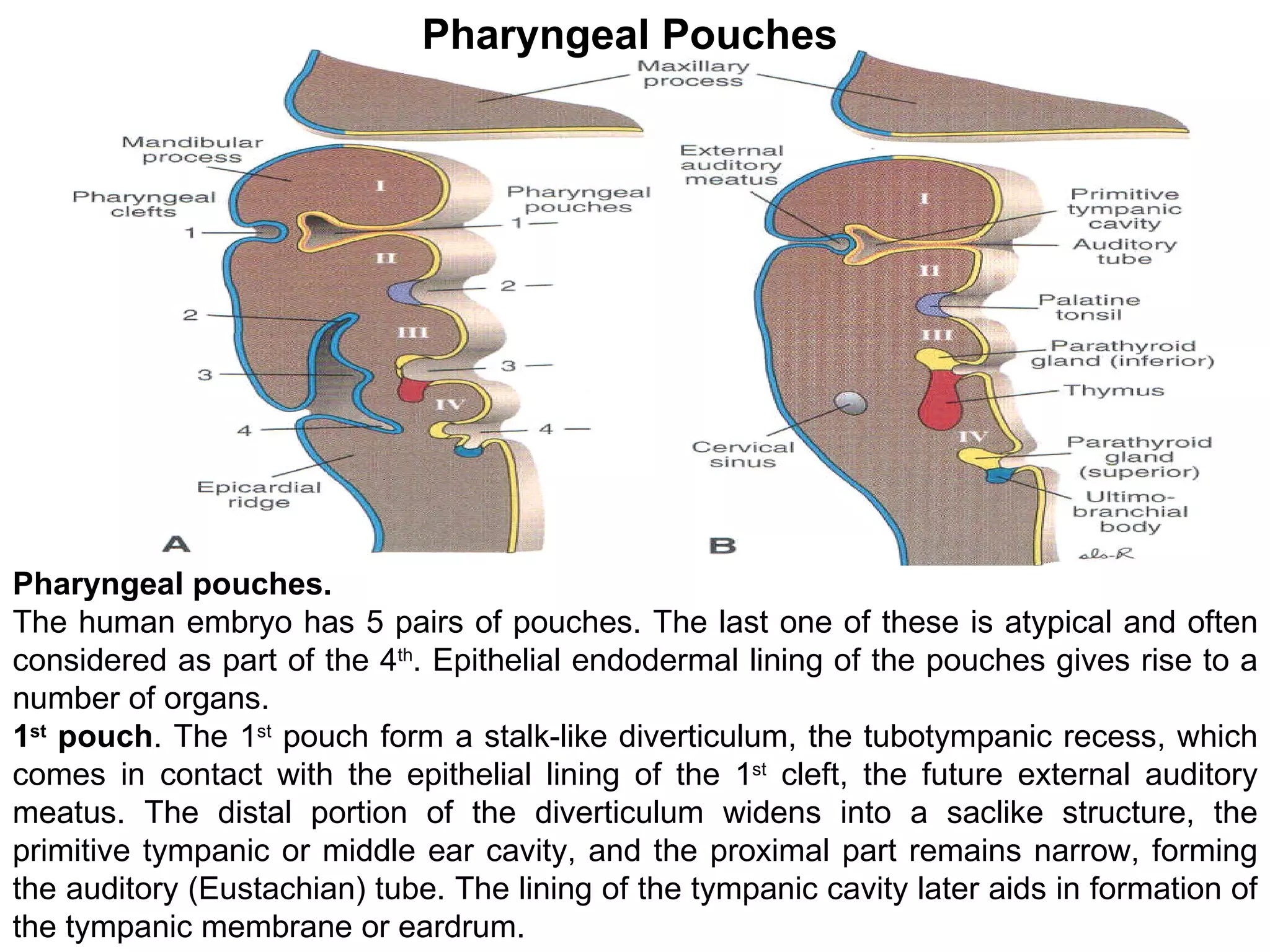 Pharyngeal pouches. The human embryo has 5 pairs of pouches. The last one of these is atypical and often considered as part of the 4 th . Epithelial endodermal lining of the pouches gives rise to a number of organs. 1 st  pouch . The 1 st  pouch form a stalk-like diverticulum, the tubotympanic recess, which comes in contact with the epithelial lining of the 1 st  cleft, the future external auditory meatus. The distal portion of the diverticulum widens into a saclike structure, the primitive tympanic or middle ear cavity, and the proximal part remains narrow, forming the auditory (Eustachian) tube. The lining of the tympanic cavity later aids in formation of the tympanic membrane or eardrum. Pharyngeal Pouches 