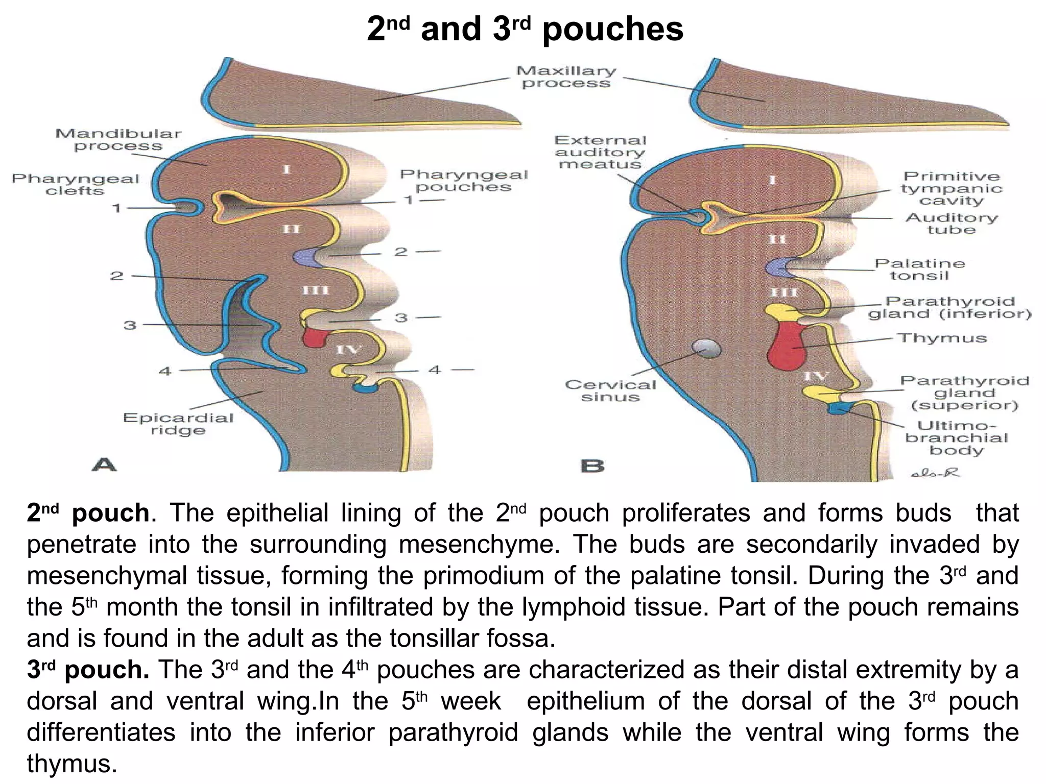 2 nd  pouch . The epithelial lining of the 2 nd  pouch proliferates and forms buds  that penetrate into the surrounding mesenchyme. The buds are secondarily invaded by mesenchymal tissue, forming the primodium of the palatine tonsil. During the 3 rd  and the 5 th  month the tonsil in infiltrated by the lymphoid tissue. Part of the pouch remains and is found in the adult as the tonsillar fossa. 3 rd  pouch.  The 3 rd  and the 4 th  pouches are characterized as their distal extremity by a dorsal and ventral wing.In the 5 th  week  epithelium of the dorsal of the 3 rd  pouch differentiates into the inferior parathyroid glands while the ventral wing forms the thymus.  2 nd  and 3 rd  pouches  