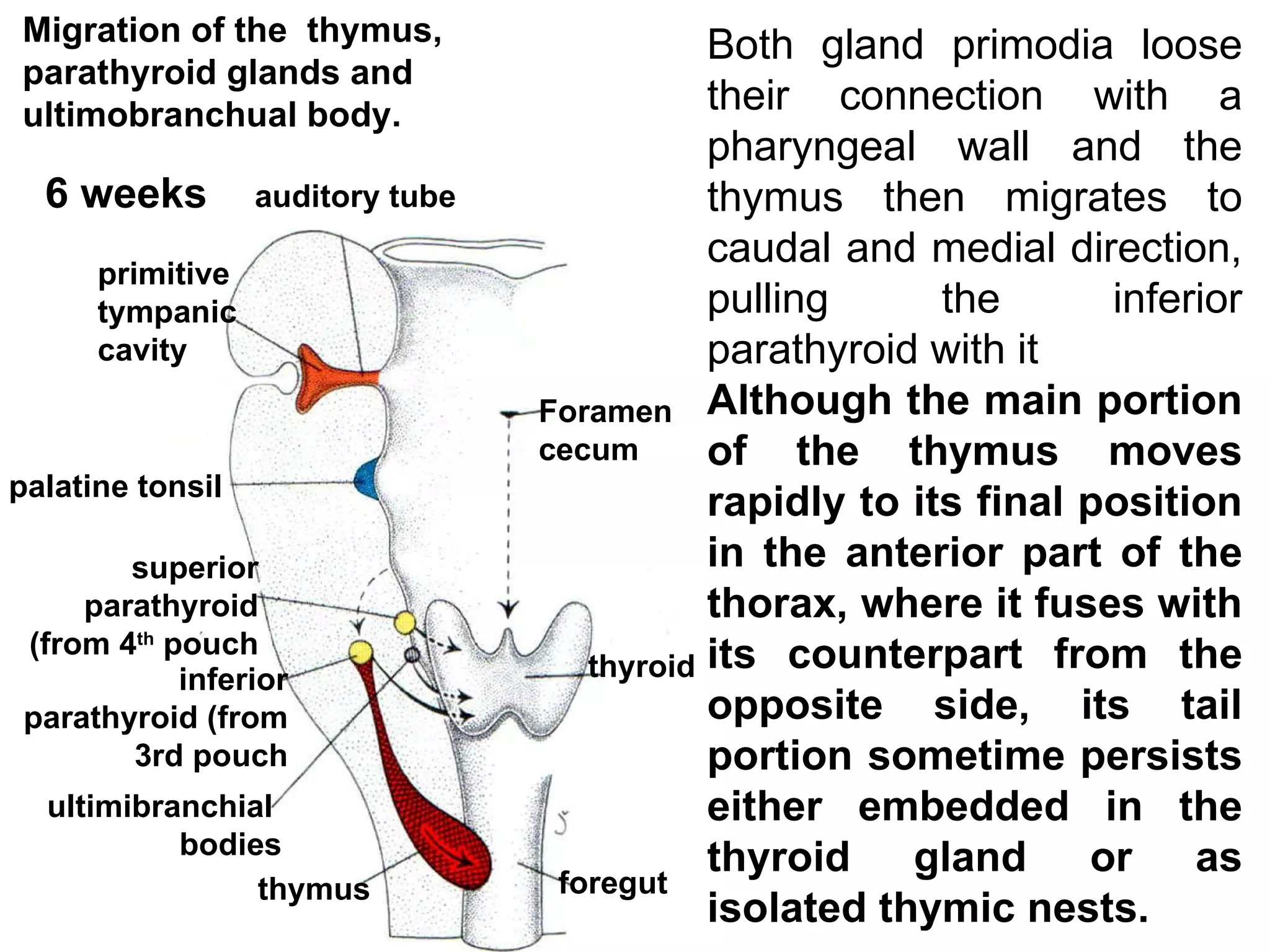 Migration of the  thymus, parathyroid glands and ultimobranchual body. ultimibranchial  bodies thymus thyroid superior parathyroid (from 4 th  pouch inferior parathyroid (from 3rd pouch foregut Foramen  cecum palatine tonsil auditory tube primitive  tympanic  cavity 6 weeks Both gland primodia loose their connection with a pharyngeal wall and the thymus then migrates to caudal and medial direction, pulling the inferior parathyroid with it Although   the main portion of the thymus moves rapidly to its final position in the anterior part of the thorax, where it fuses with its counterpart from the opposite side, its tail portion sometime persists either embedded in the thyroid gland or as isolated thymic nests.  