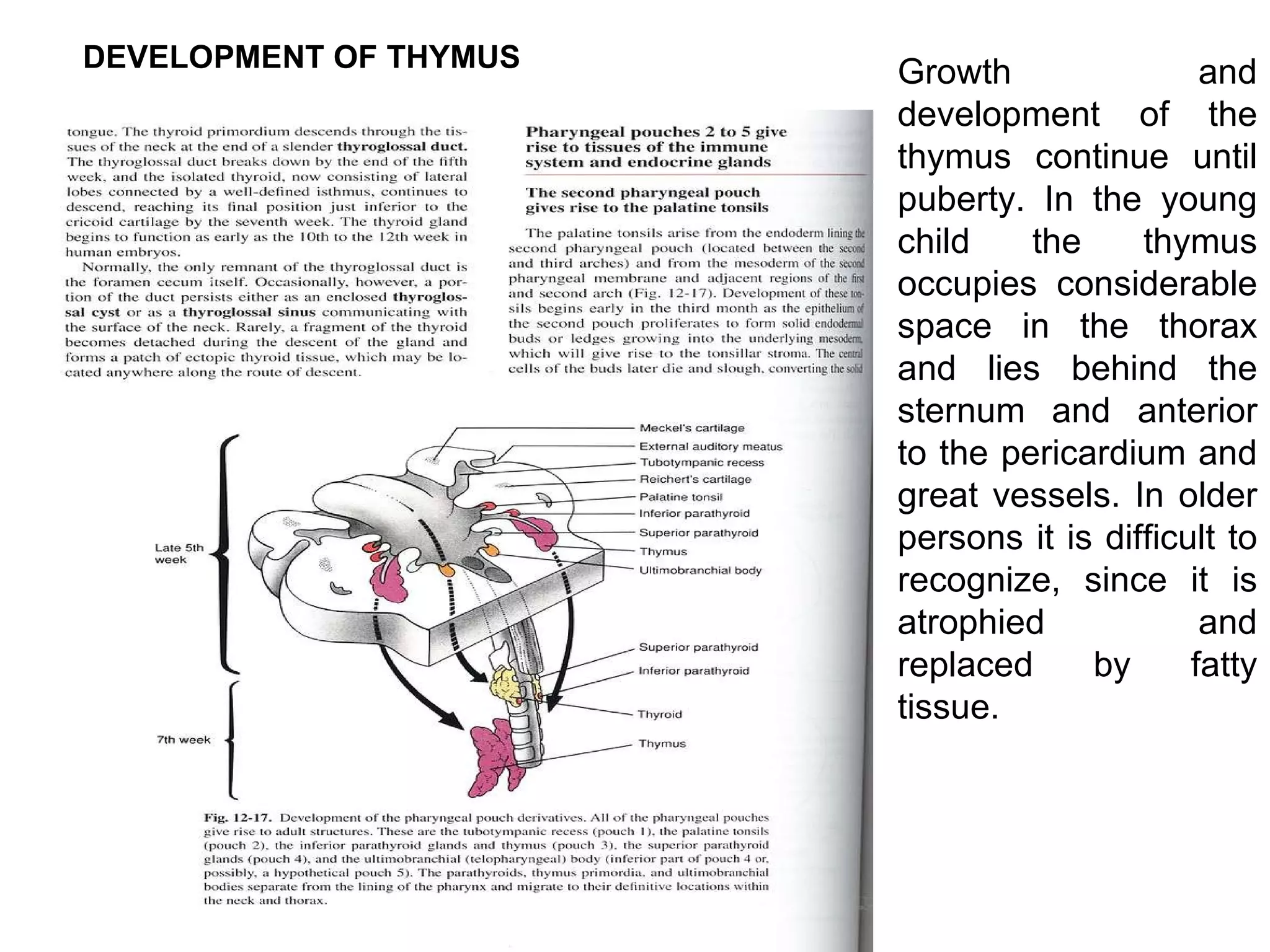 Growth and development of the thymus continue until puberty. In the young child the thymus occupies considerable space in the thorax and lies behind the sternum and anterior to the pericardium and great vessels. In older persons it is difficult to recognize, since it is atrophied and replaced by fatty tissue. DEVELOPMENT OF THYMUS 