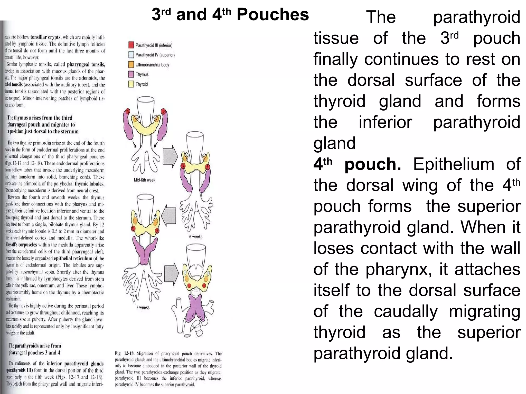 The parathyroid tissue of the 3 rd  pouch finally continues to rest on the dorsal surface of the thyroid gland and forms the inferior parathyroid gland 4 th  pouch.  Epithelium of the dorsal wing of the 4 th  pouch forms  the superior parathyroid gland. When it loses contact with the wall of the pharynx, it attaches itself to the dorsal surface of the caudally migrating thyroid as the superior parathyroid gland. 3 rd  and 4 th  Pouches 