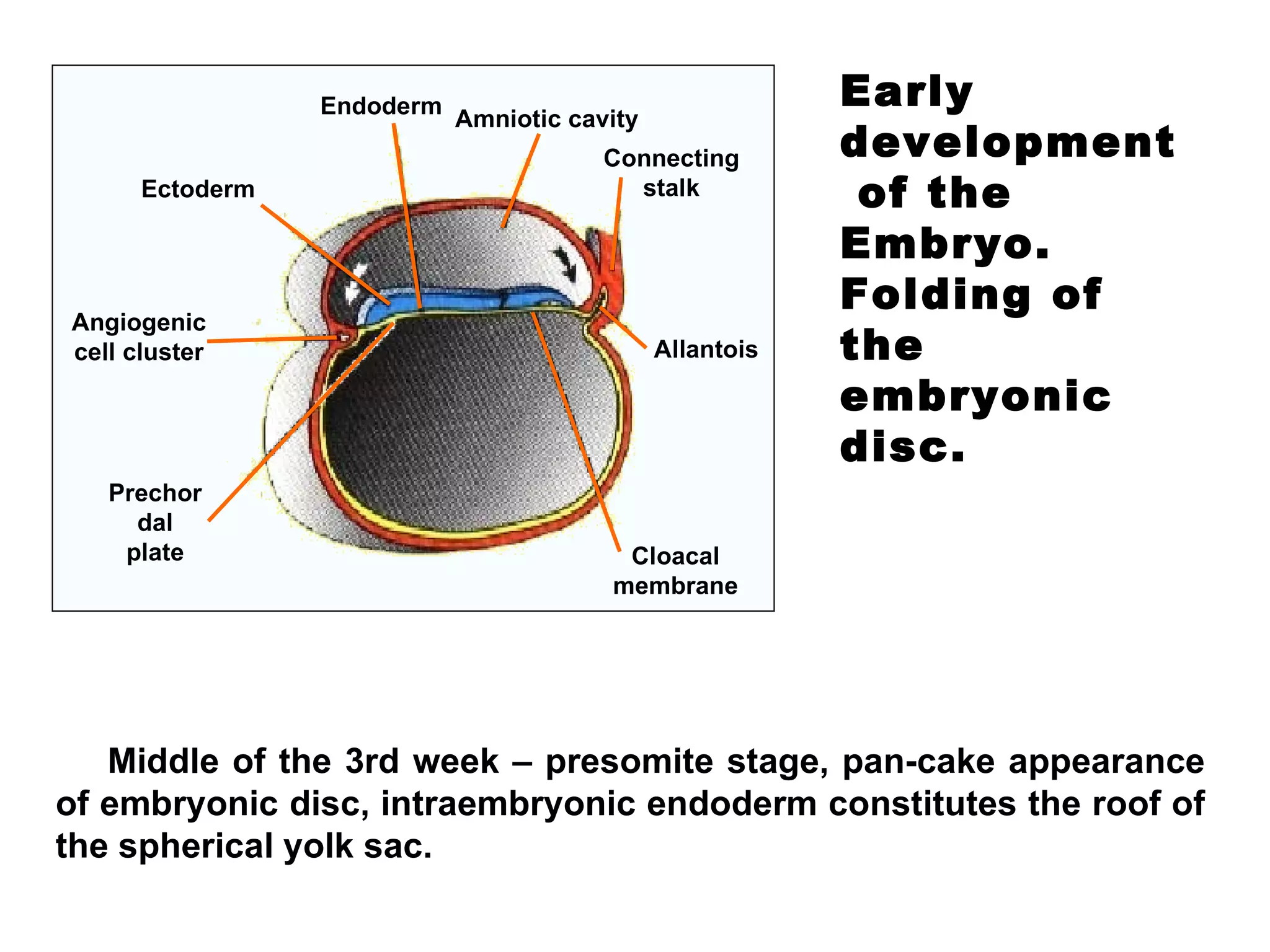 Early  development  of the Embryo. Folding of the embryonic disc. Middle of the 3rd week – presomite stage, pan-cake appearance of embryonic disc, i ntraembryonic endoderm constitutes the roof of the spherical yolk sac.   Endoderm Ectoderm Angiogenic cell cluster Prechordal plate Amniotic cavity Connecting stalk Allantois Cloacal membrane 